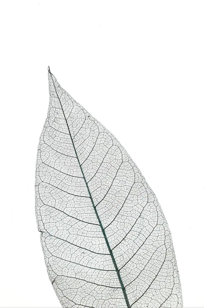 skelettblAttla_anthrazit_light_evw_sample_138x210mm_real_size_organoid_natural_surface